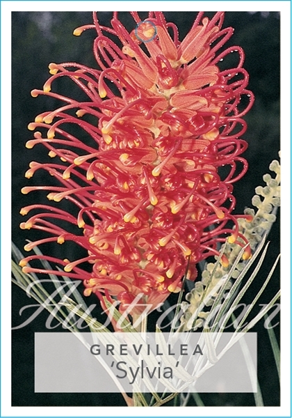 Picture of GREVILLEA SYLVIA                                                                                                                                      
