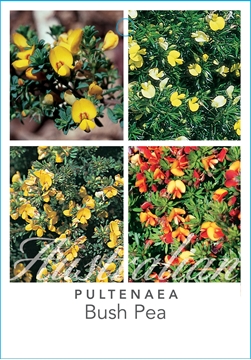 Picture of PULTENAEA MIXED PICTURE (UNNAMED VARIETY)                                                                                                             
