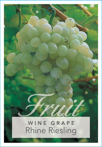 Picture of FRUIT GRAPE WINE RHINE RIESLING                                                                                                                       