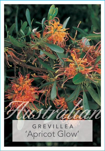 Picture of GREVILLEA OLIVACEA APRICOT GLOW                                                                                                                       