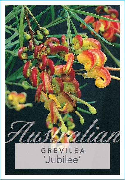 Picture of GREVILLEA JUBILEE                                                                                                                                     