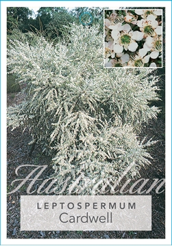 Picture of LEPTOSPERMUM FLAVESCENS CARDWELL                                                                                                                      