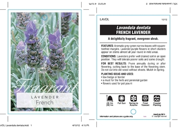 Picture of LAVANDULA DENTATA FRENCH LAVENDER                                                                                                                     