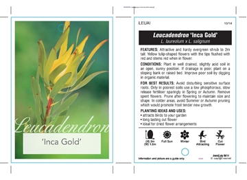 Picture of LEUCADENDRON INCA GOLD                                                                                                                                