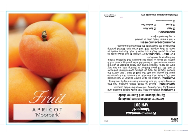 Picture of FRUIT APRICOT MOORPARK (HERITAGE) Jumbo Tag                                                                                                           