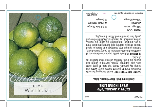 Picture of FRUIT CITRUS LIME WEST INDIAN                                                                                                                         