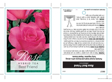 Picture of ROSE BEST FRIEND (HT) **NZ CUSTOMERS ONLY**                                                                                                           