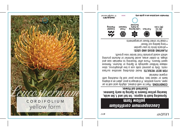 Picture of LEUCOSPERMUM CORDIFOLIUM YELLOW FORM                                                                                                                  