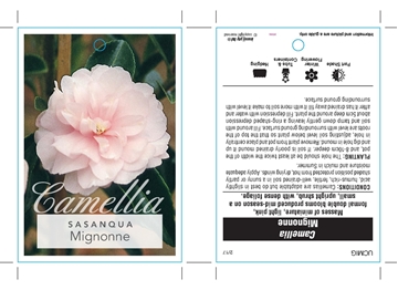 Picture of CAMELLIA MIGNONNE                                                                                                                                     