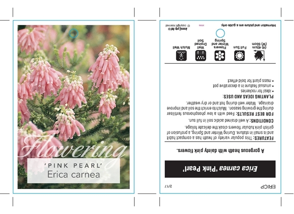 Picture of ERICA CARNEA PINK PEARL                                                                                                                               