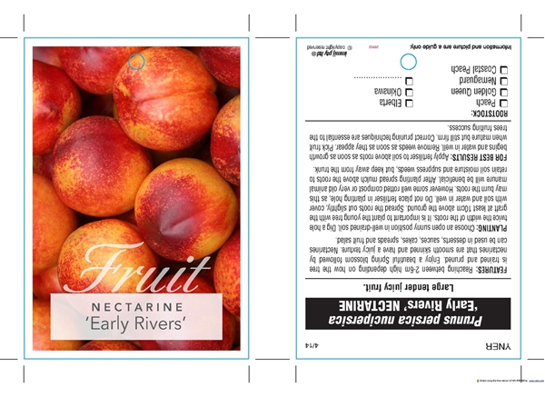 Picture of FRUIT NECTARINE EARLY RIVERS (HERITAGE)                                                                                                               