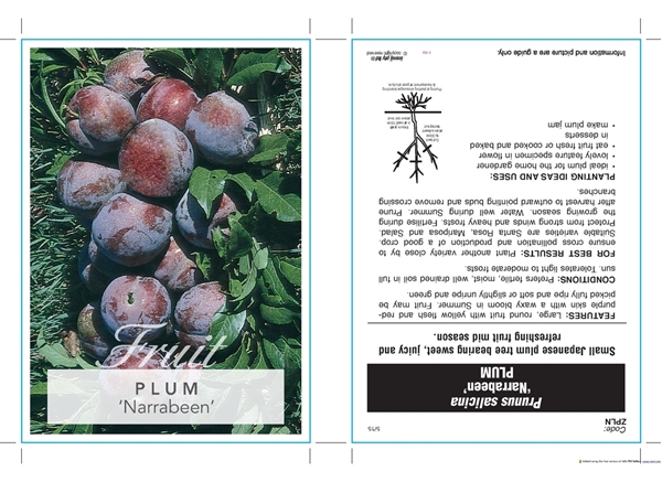 Picture of FRUIT PLUM NARRABEEN (HERITAGE) Jumbo Tag                                                                                                             