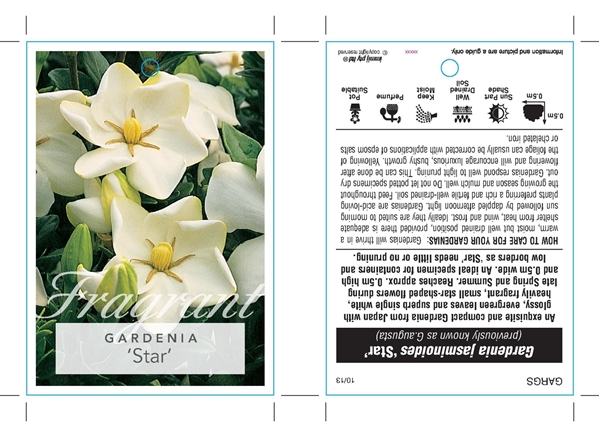 Picture of GARDENIA JASMINOIDES STAR (SYN GRANDIFLORA STAR)                                                                                                      