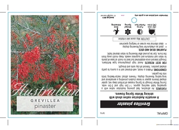 Picture of GREVILLEA PINASTER                                                                                                                                    
