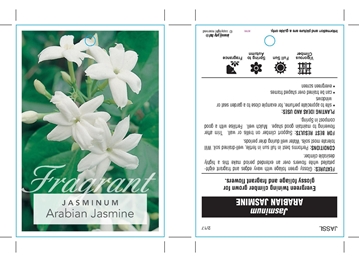 Picture of JASMINUM SAMBAC ARABIAN JASMINE                                                                                                                       