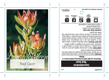 Picture of LEUCADENDRON RED GEM                                                                                                                                  