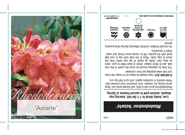 Picture of RHODODENDRON ASTARTE                                                                                                                                  