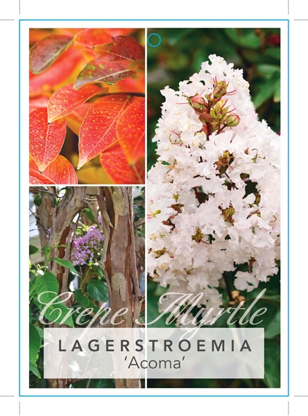 Picture of LAGERSTROEMIA ACOMA Jumbo Tag                                                                                                                         