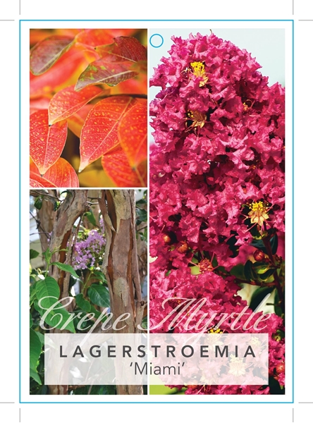 Picture of LAGERSTROEMIA MIAMI Jumbo Tag                                                                                                                         