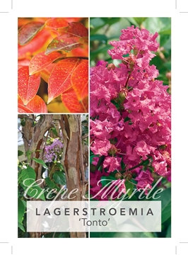 Picture of LAGERSTROEMIA TONTO Jumbo Tag                                                                                                                         