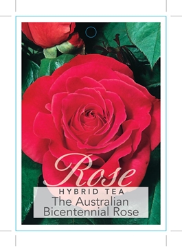 Picture of ROSE THE AUSTRALIAN BICENTENNIAL (HT)                                                                                                                 
