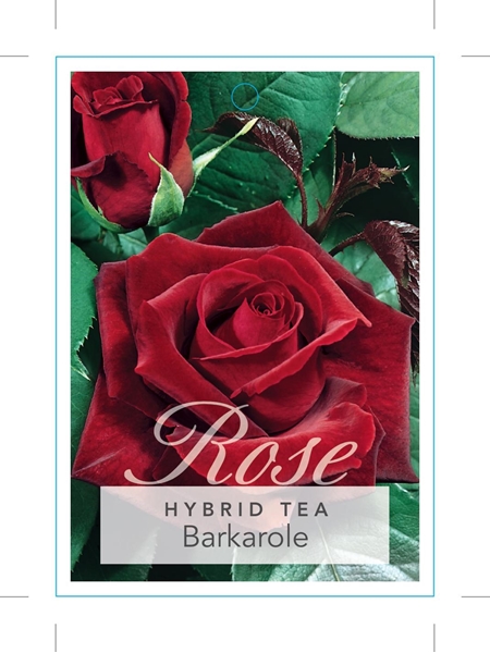 Picture of ROSE BARKAROLE (HT)                                                                                                                                   