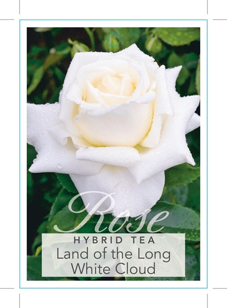 Picture of ROSE LAND OF THE LONG WHITE CLOUD (HT)                                                                                                                