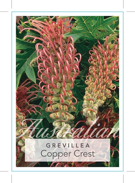 Picture of GREVILLEA COPPER CREST                                                                                                                                