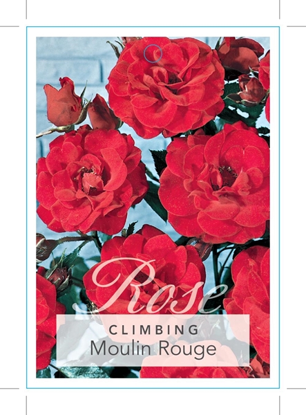Picture of ROSE MOULIN ROUGE CLIMBING                                                                                                                            