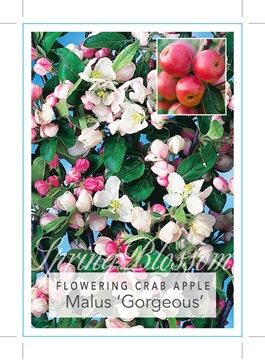 Picture of MALUS GORGEOUS FLOWERING CRAB APPLE                                                                                                                   