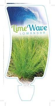 Picture of **LOMANDRA LIME WAVE                                                                                                                                  