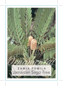 Picture of ZAMIA PUMILA JAMAICAN SAGO TREE                                                                                                                       
