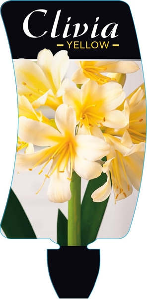 Picture of **HOUSEPLANT CLIVIA YELLOW                                                                                                                            