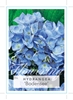 Picture of HYDRANGEA MACROPHYLLA BODENSEE                                                                                                                        