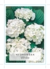 Picture of HYDRANGEA MACROPHYLLA WHITE                                                                                                                           