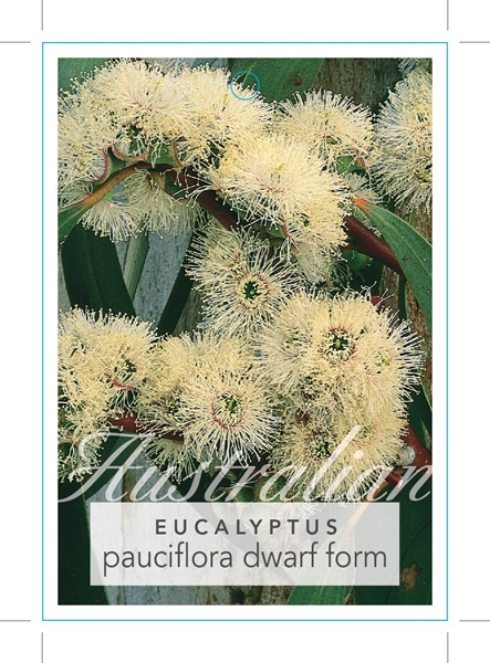 Picture of EUCALYPTUS PAUCIFLORA DWARF FORM                                                                                                                      