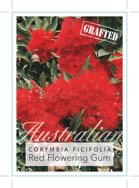 Picture of CORYMBIA FICIFOLIA RED FLOWERING GUM (GRAFTED)                                                                                                        