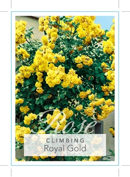 Picture of **ROSE ROYAL GOLD CLIMBING                                                                                                                            