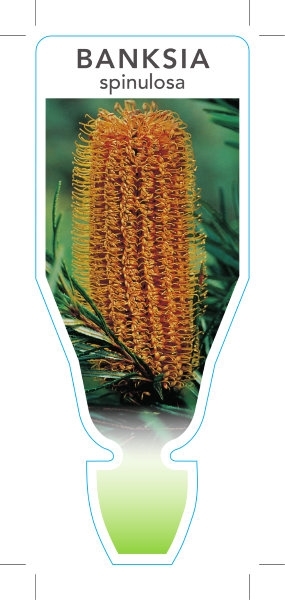 Picture of BANKSIA SPINULOSA HAIRPIN                                                                                                                             