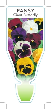 Picture of ANNUAL PANSY GIANT BUTTERFLY (Viola x wittrockiana)                                                                                                   