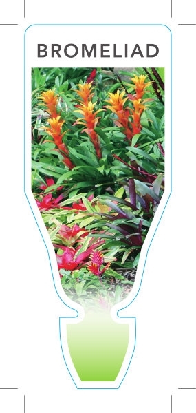Picture of HOUSEPLANT BROMELIAD - MIXED PICTURE (UNNAMED VARIETY)                                                                                                