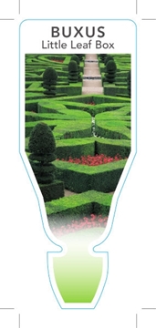 Picture of **BUXUS MICROPHYLLA LITTLE LEAF BOX                                                                                                                   