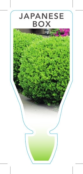 Picture of BUXUS MICROPHYLLA VAR JAPONICA JAPANESE BOX                                                                                                           