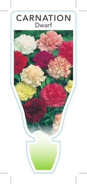 Picture of ANNUAL DIANTHUS CARNATION DWARF (Dianthus caryophyllus)                                                                                               