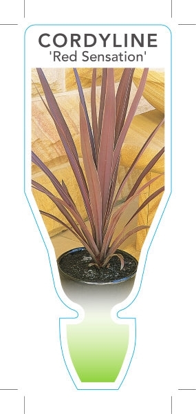 Picture of **CORDYLINE RED SENSATION                                                                                                                             