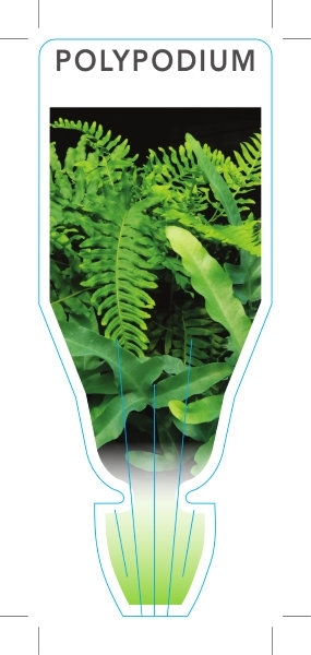 Picture of FERN POLYPODIUM (UNNAMED VARIETY)                                                                                                                     