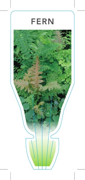 Picture of FERN MIXED PICTURE (UNNAMED VARIETY)                                                                                                                  