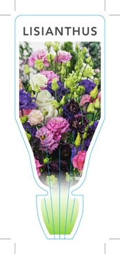 Picture of LISIANTHUS MIXED (Lisianthus sp)                                                                                                                      