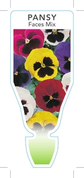 Picture of ANNUAL PANSY FACES MIX (Viola x wittrockiana)                                                                                                         