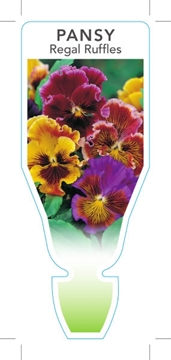 Picture of ANNUAL PANSY REGAL RUFFLES (Viola x wittrockiana)                                                                                                     